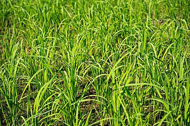 《卧龙：苍天陨落》新演示 大战魔化武将颜良文丑